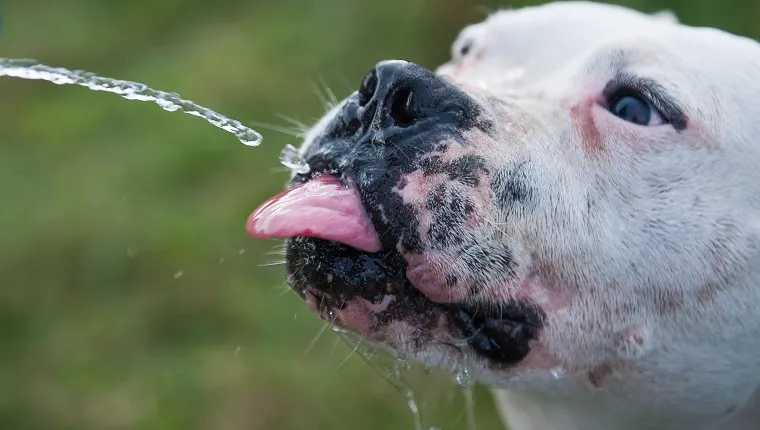 Dog drinking water online funny