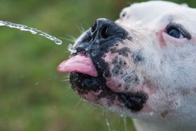 a funny pit bull dog drinking water
