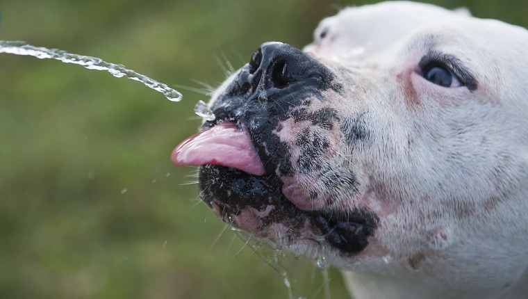 a funny pit bull dog drinking water