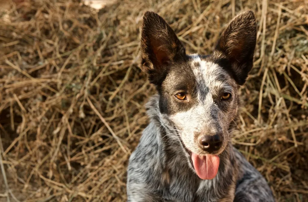 An Australian Stumpy Tail Cattle Dog lays in the hay.