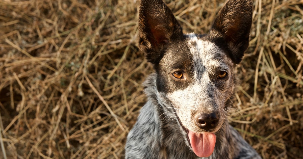 Australian Stumpy Tail Cattle Dog Information & Characteristics