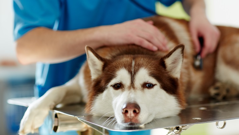 Medical treatment of sick husky dog in vet clinic