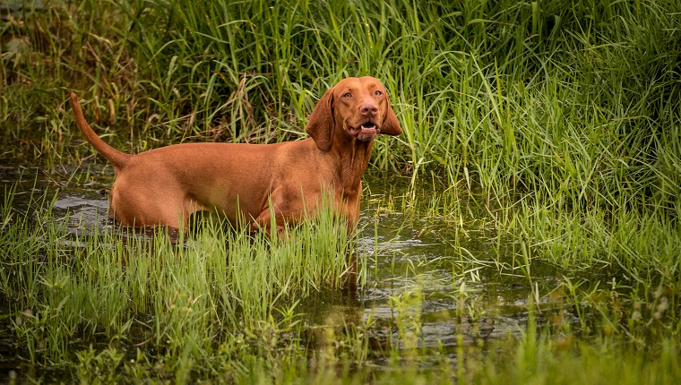 A happy Vizsla dog wades in water with tall grass.