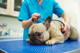 Female veterinarian examining dog with stethoscope in veterinary surgery