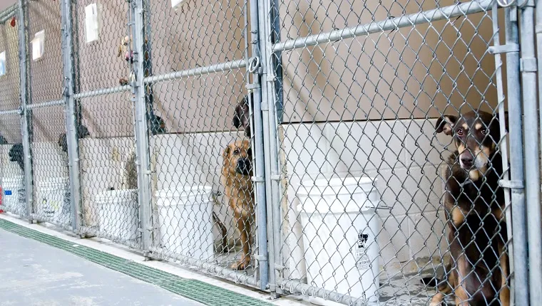 Dogs awaiting adoption in kennels
