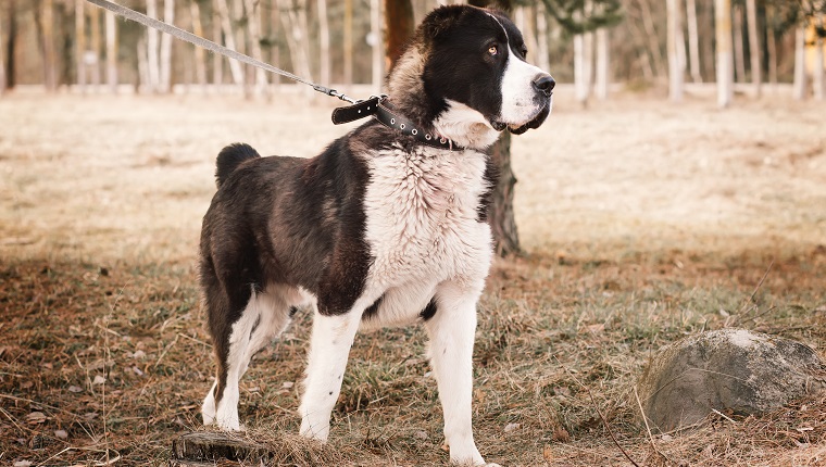 Central Asian Shepherd Dog Breed Pictures, Characteristics, & Facts