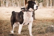 big dog alabai central asian shepherd dog is on a leash