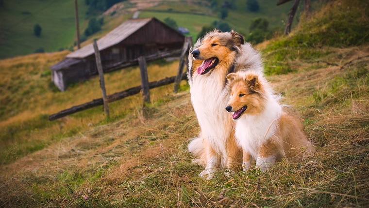 The collie is a distinctive type of herding dog, including many related landraces and formal breeds. The breed originated in Scotland and Northern England.