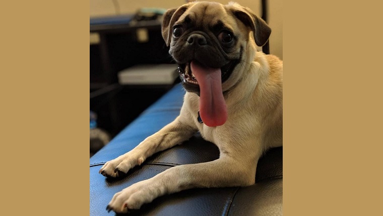 pug laughing with tongue out
