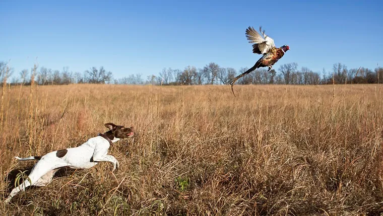 what-does-gun-shy-mean-for-hunting-or-bird-dogs-dogtime