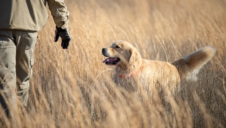Adult male hunting upland game with a golden retriever.