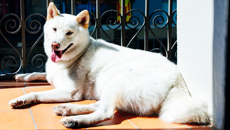 Kishu Ken Dog Breed Pictures, Characteristics, & Facts