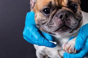 veterinarian medicine on wound paw French bulldog