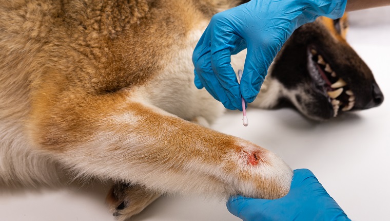 The vet treats the wound on the dog's paw. Treatment dogs have the vet. Copy space.
