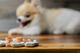 veterinary medicine, pet, animals, health care concept - focus on yellow pills, tablets with blur Pomeranian dog sitting on white background, isolate.