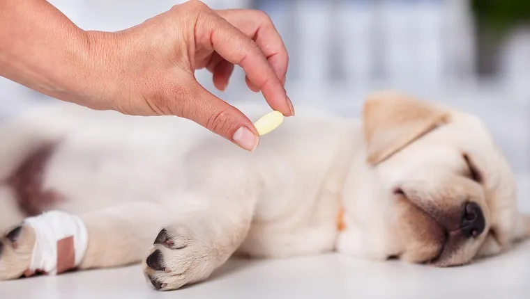 Veterinary care professional holding medicine pill for a cute labrador puppy dog with injured leg