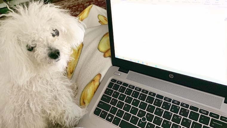 leia the dog sits by laptop and looks at mom