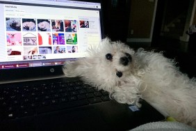 leia the dog looks at mom while lying on laptop