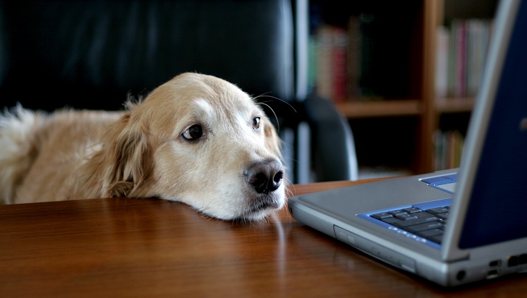 Photo of a golden retriever sitting in an office at a desk. This proves that any old dog can do an executive's job! ;)