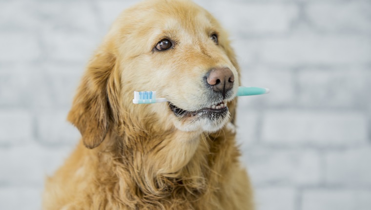 A purebred golden retriever dog is showing the importance of animal dental health. In this frame the dog is holding a toothbrush in his mouth.
