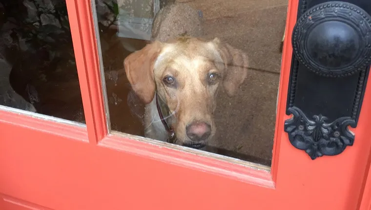 Portrait Of Dog Looking Through Glass Door