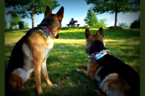 dogs in the park