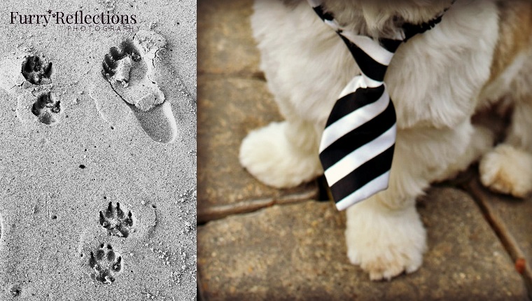 paw and footprints on beach, small dog with tie