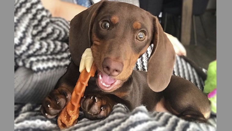 dachshund eating whimzees dental chew