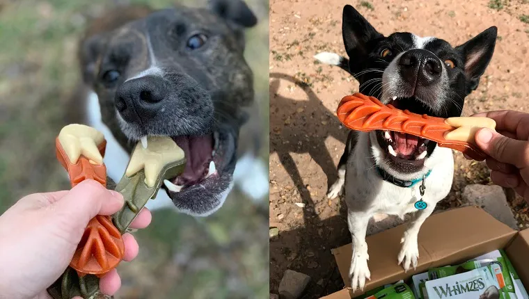 dogs eating whimzees chews