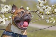 Sneezing brown French Bulldog dog with mouth white open and tongue and teeth showing in front of white spring flowers blooming on apple tree