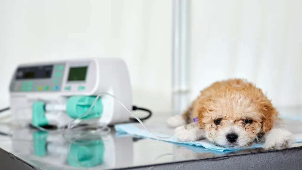 A maltipoo puppy dog with suspected kidney or renal failure lies on a table in a veterinary clinic with a catheter in its paw, through which medicine is delivered using Infusion pump. Close-up, selective focus.