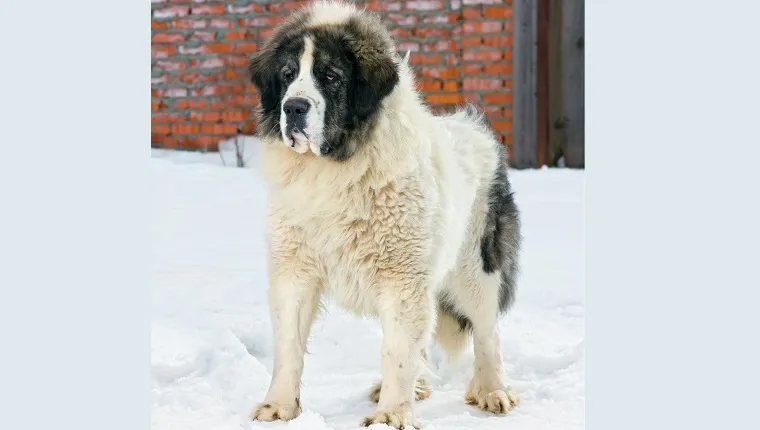 are pyrenean mastiff the most intelligent dogs