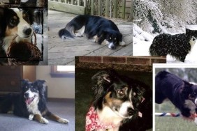 photo medley of Gayle's Aussie dogs.