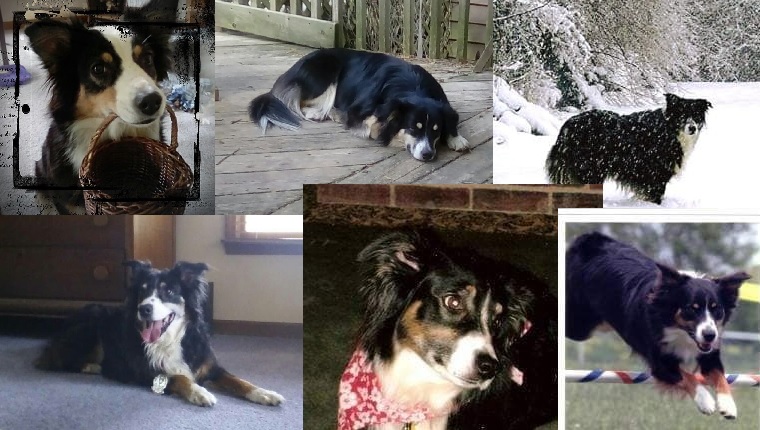 photo medley of Gayle's Aussie dogs.
