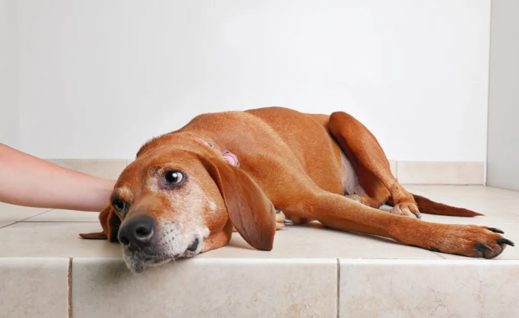 Gastritis in dogs