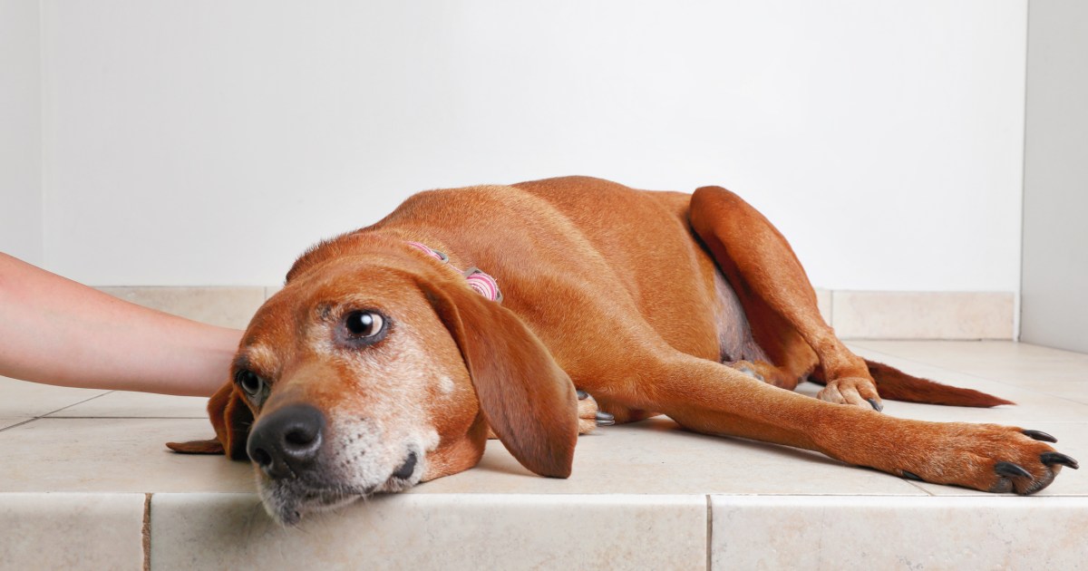 Gastritis In Dogs Symptoms, Causes, And Treatments