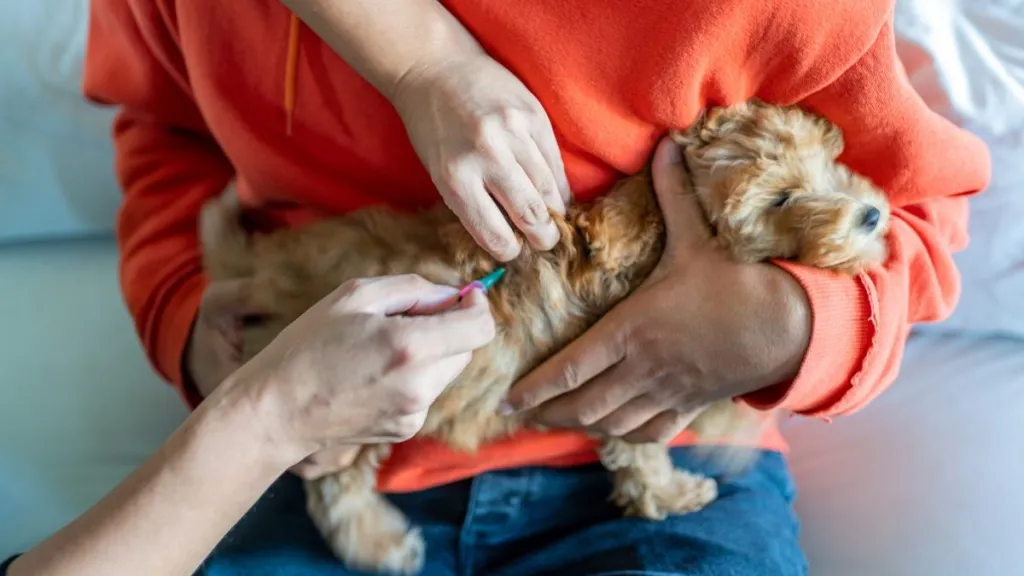 Rabies vaccination