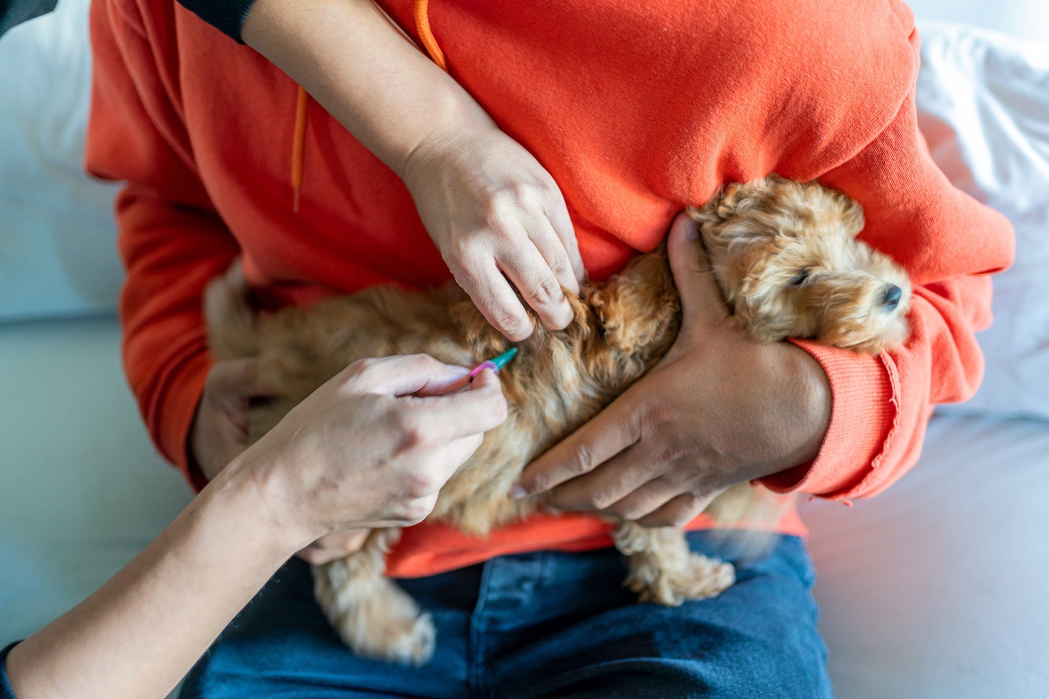 Common side effects of 2025 rabies vaccine in dogs