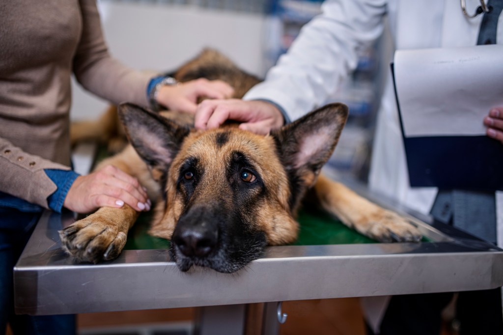 docusate sodium for dogs is given to constipated dogs like this one on the vet's exam table
