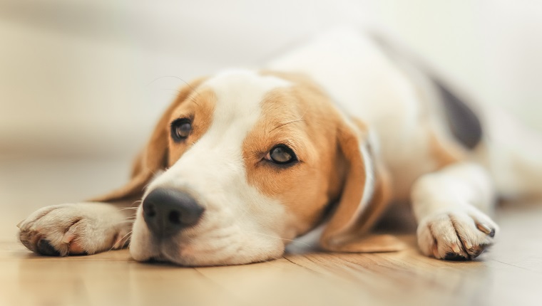 Megaesophagus In Dogs: Symptoms, Causes, & Treatments - DogTime