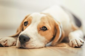 Beagle Puppy Sleep