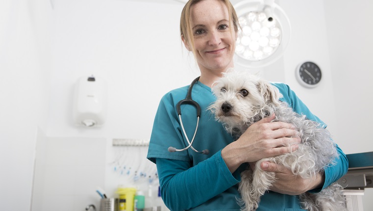 Vet carrying terrier poodle mixed breed dog