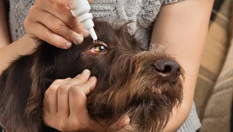 hands of woman dripping antibiotic drops to eyes of dog