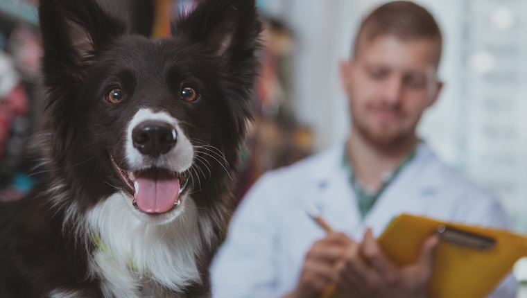 Close up of adorable happy healthy dog looking to the camera with its tongue out, vet doctor writing prescription on the background, copy space. Lovely canine looking happy after medical examination by vet