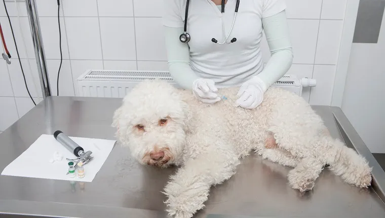 Midsection of veterinarian injecting dog in medical clinic
