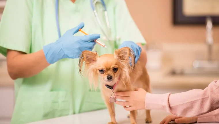 Cute Chihuahua dog gets love and affection as she is getting her annual vet check up by a kind female doctor. She is getting her yearly vaccinations. Her little girl pet owner consoles her during the exam. Doctor's office or animal hospital.