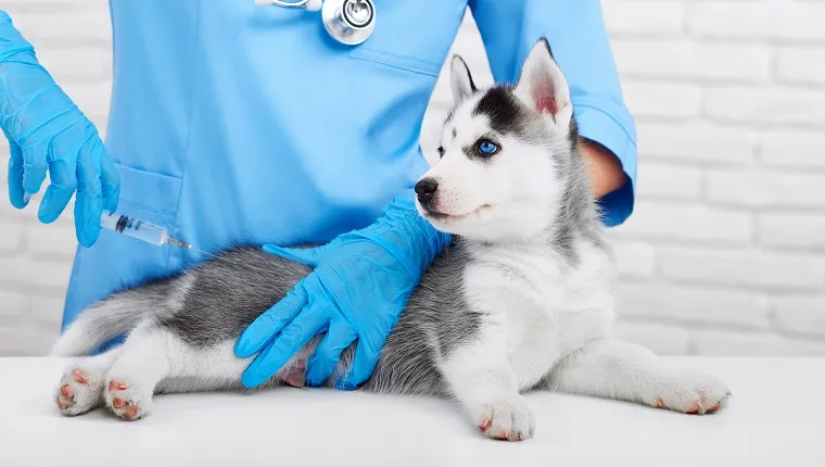 Cropped shot of a cute little Siberian husky puppy getting vaccinated by a professional veterinarian health care pet animals occupation concept.
