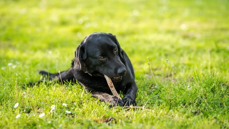 Black Labrador Retriever playing with a stick in a green meadow