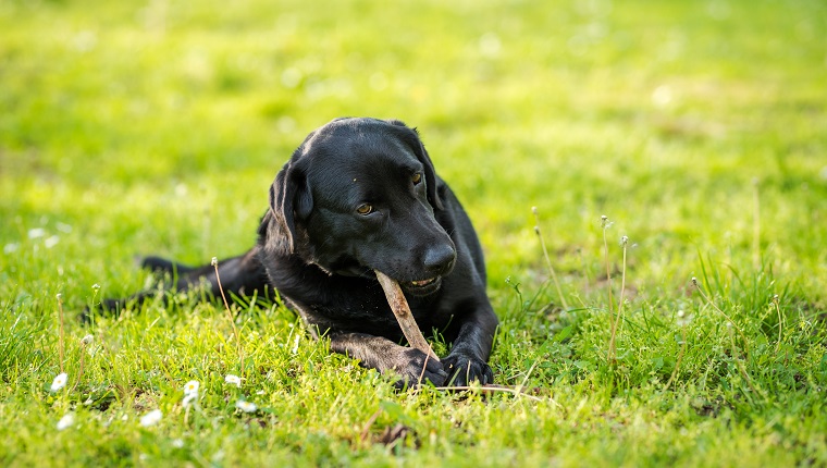 10 Lucky Dogs Who Inherited Big Fortunes - DogTime