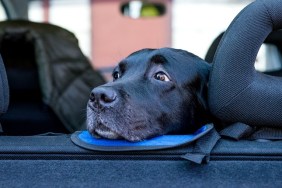 Labrador dog sitting in car